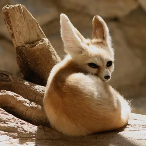 Какие животные живут в реке Нойсе?