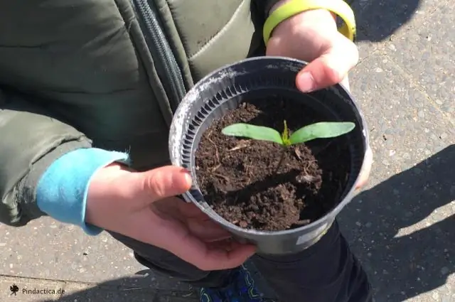 Можете ли вы посадить семя конского каштана?