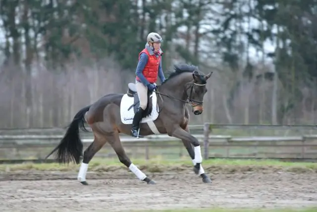 Как они тренировали боевых коней?