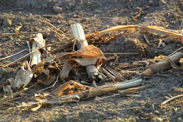 Какую роль играет азот в удобрениях для газонов?