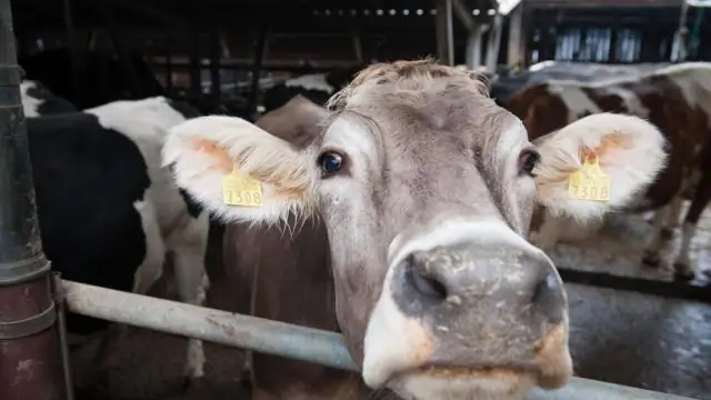 К какому царству принадлежит корова?