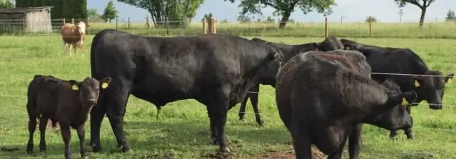 Какого окраса герефордский скот?