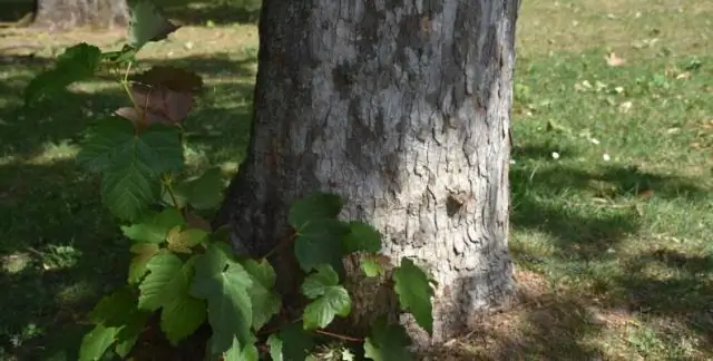 Почему у платана отваливается кора?