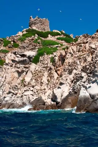 Сколько вам платят за WAG?