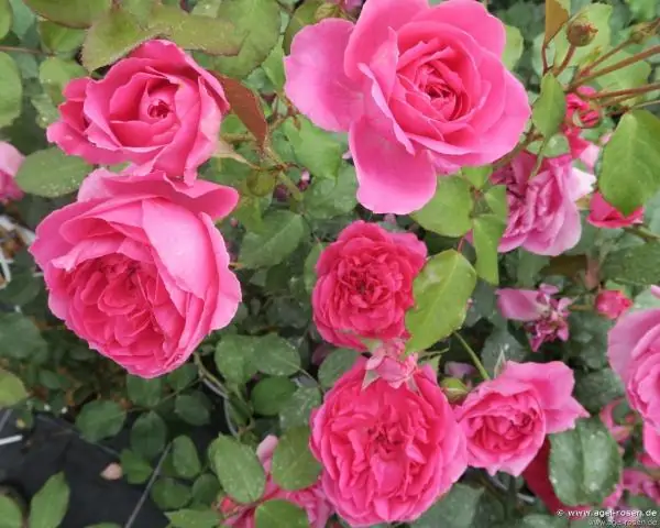 Ароматная ли роза New Dawn?