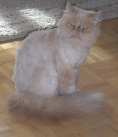 Как долго длится давка скота?