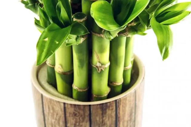 Стоит ли сажать счастливый бамбук в почву?