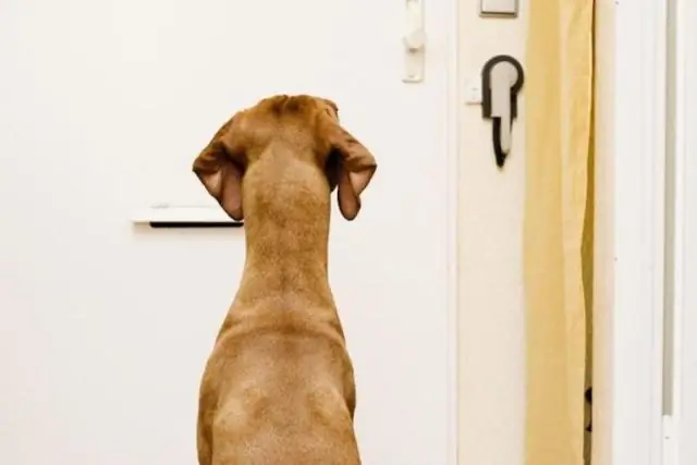 Вы можете набить свою собаку?