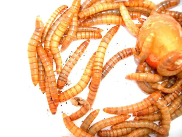 Откуда берутся тигровые черви?