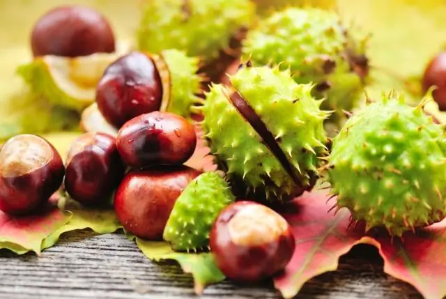 Что символизирует конский глаз?