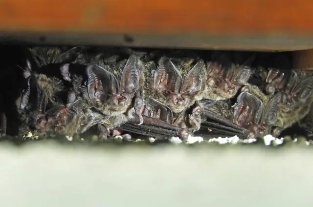 Летучие мыши живут за ставнями?