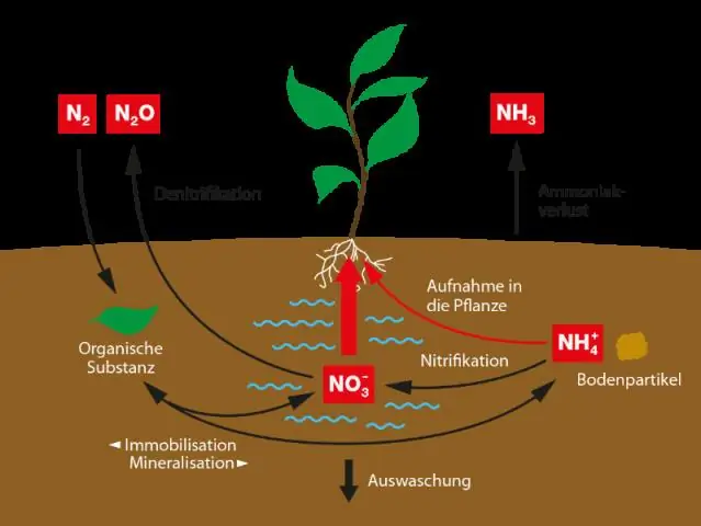 Как корневые клубеньки фиксируют азот?