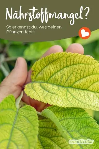 Почему растения могут страдать от недостатка азота?