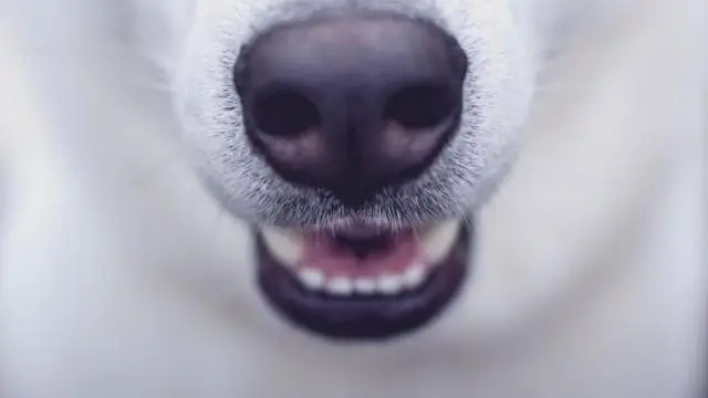 Есть ли сестра у Микаэлы ДеПринс?