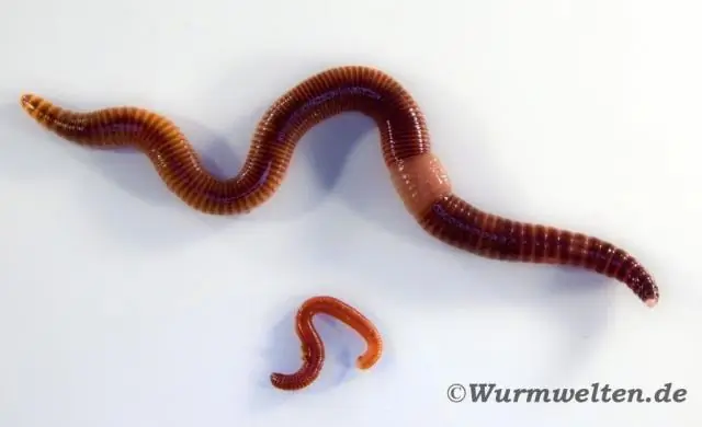 Могут ли черви жить в горячем компосте?