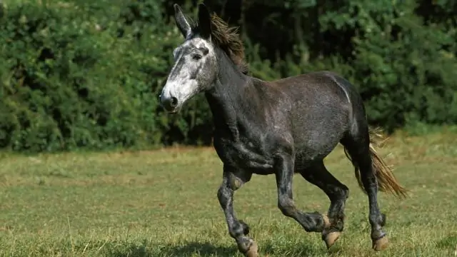 Как называется помесь лошади и осла?