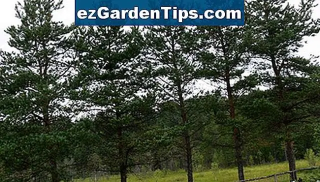 Как вырастить конский глаз Огайо из семян?