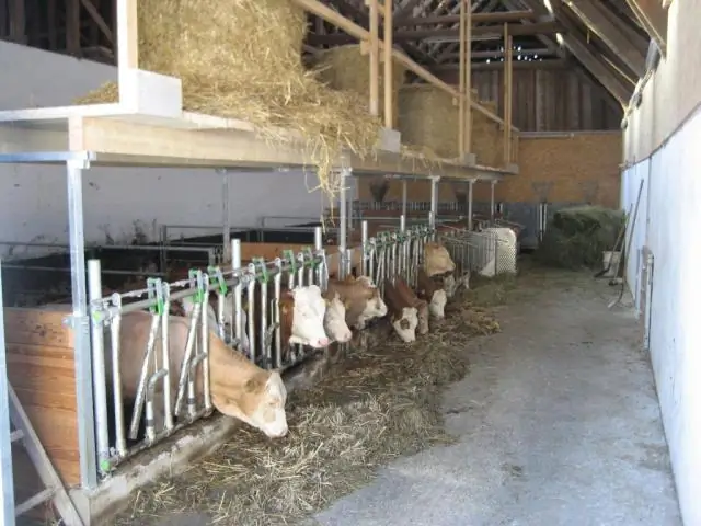 Что такое загон для телят?