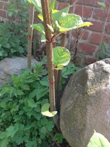 Как экстракт морских водорослей помогает растениям?