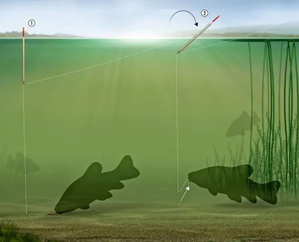 Что привлекает червей на поверхность?