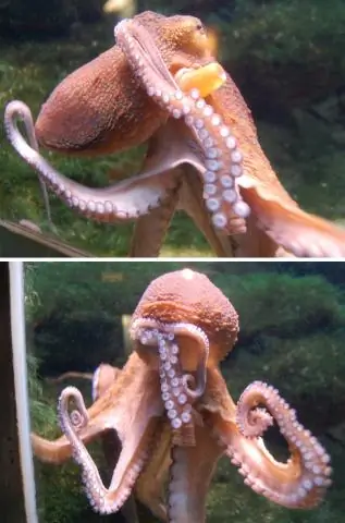 Где живет раджа Непентес?