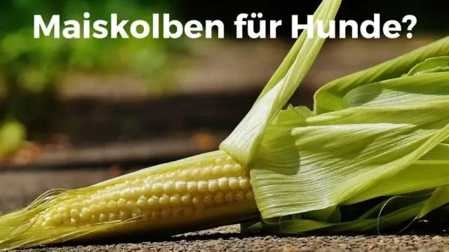 Могут ли олени есть кукурузу в початках?