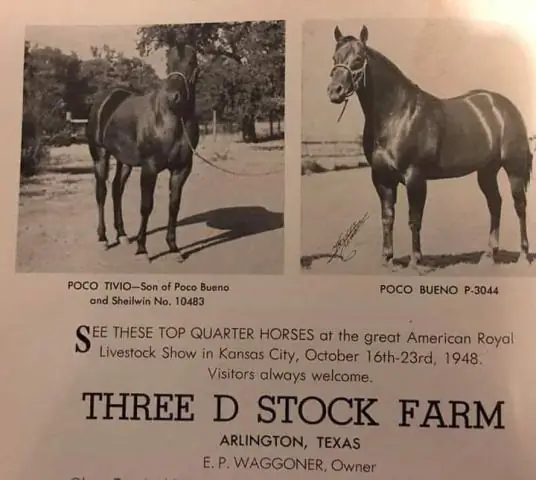 Кто были лошадьми квартала фундамента?