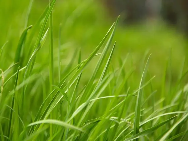 Является ли Grass разложителем?