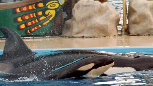 Как эта дама умерла в SeaWorld?