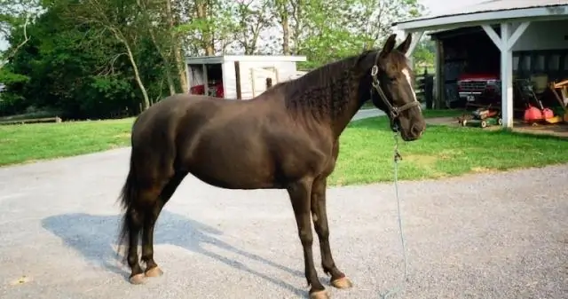 Насколько быстро шагающая лошадь Теннесси?