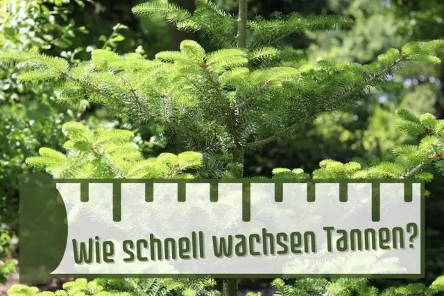 Как быстро растет чередующийся дуб?