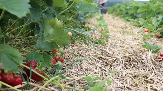 Насколько заполнен клубничный резервуар?