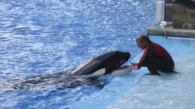 Кто был тренером, погибшим в SeaWorld?
