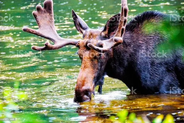 Что покупает Bull Moose?