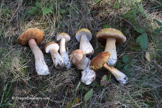 Где я могу найти лесные грибы в Орегоне?