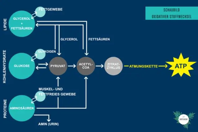 Пищеварение катаболическое или анаболическое?