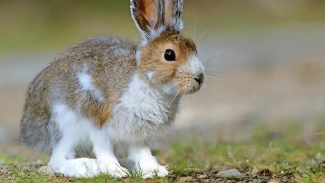 Едят ли зайцы-снегоступы ягоды?