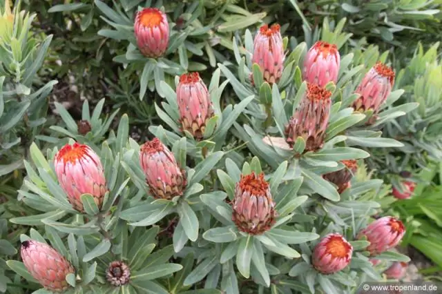 Что является средой обитания растения протея?