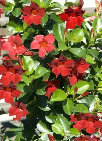 Как вы заботитесь о Рио-Дипладении?