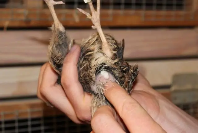 Сколько стоит кувшин воды?