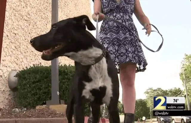 Напал ли Бево на бульдога Джорджии?