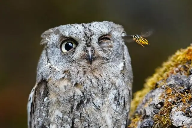 Что считается неприятным животным?