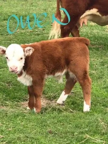 Убивает ли 4 часа животных?