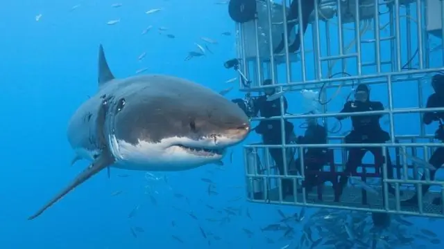 Опасно ли нырять с акулами в клетке?