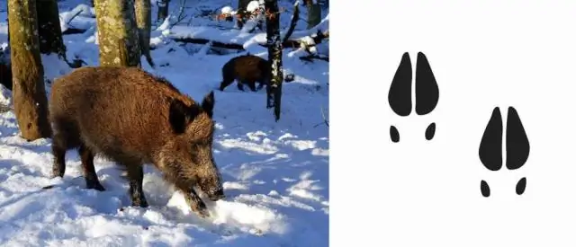 Как выглядят кабаньи следы?