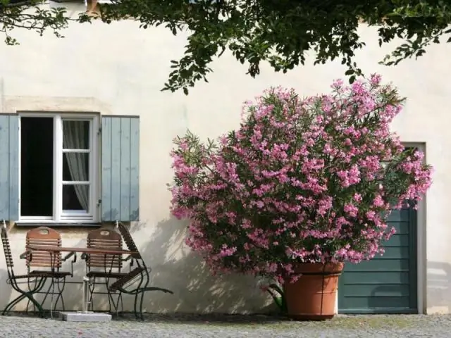 Сколько солнца нужно окотилло?