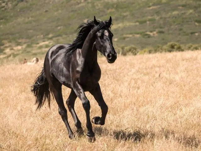 Что такое сеттинг Black Beauty?