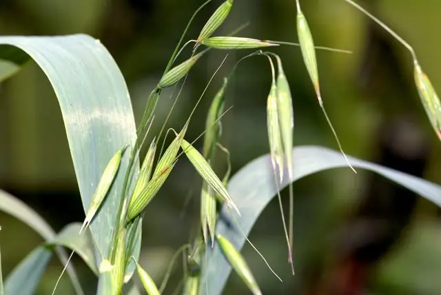 Что случилось с Wild Oats?
