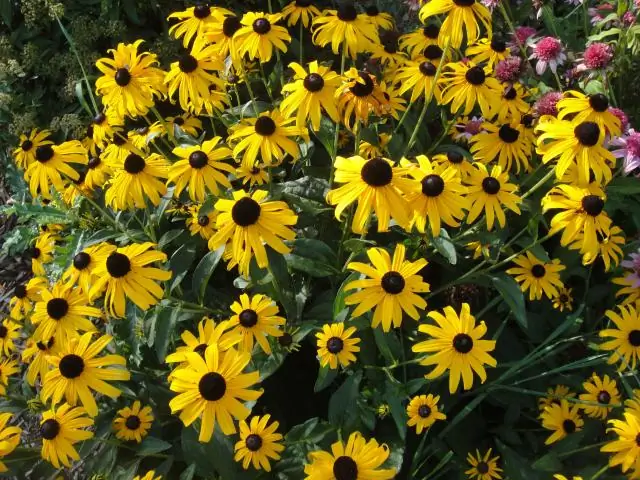 Что вы надеваете на гонку Black Eyed Susan?