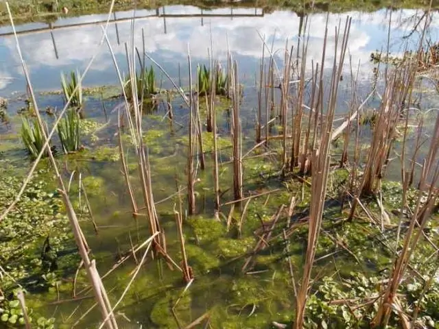 Как удалить мертвые водоросли со дна бассейна?